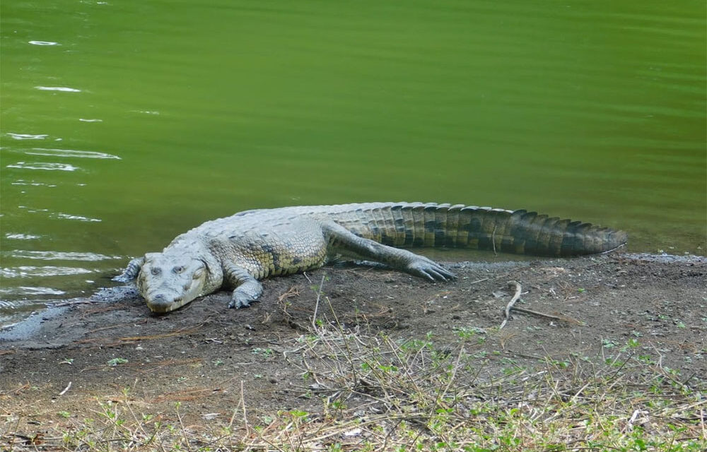 Fallece el lagarto «Lencho» residente del Parque Nacional las Victorias
