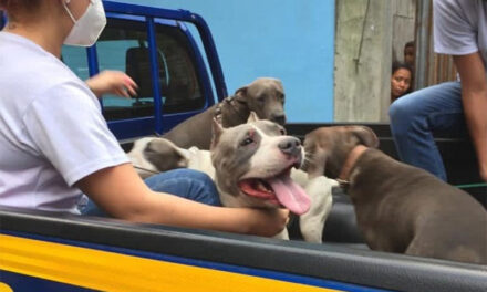 Perros que mataron a mujer en Escuintla los podrían dar en adopción