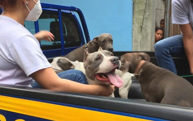 Perros que mataron a mujer en Escuintla los podrían dar en adopción