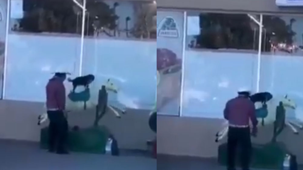 VIDEO: “Ella es el amor de mi vida”: La historia del hombre que sube a su perrita a un juego mecánico