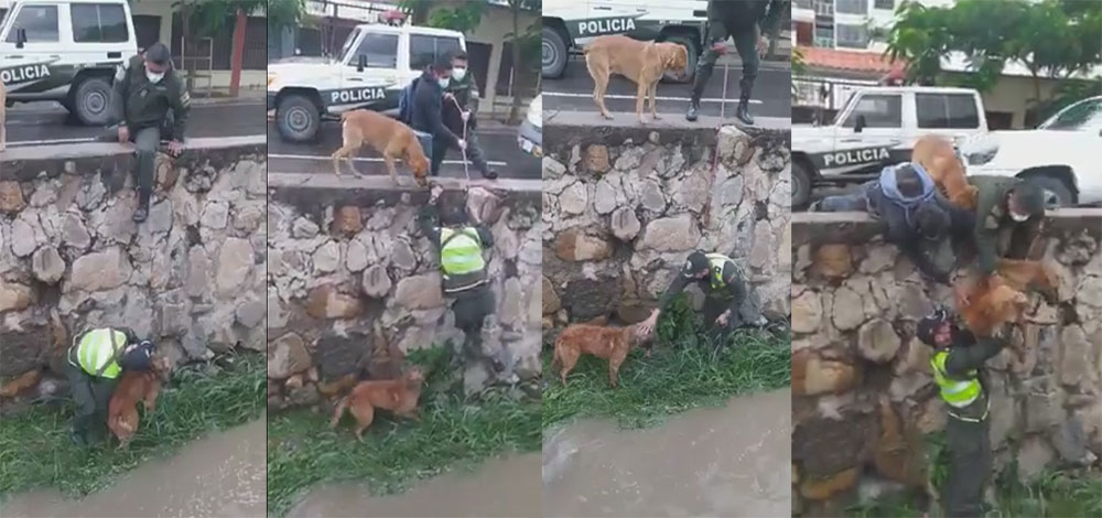 VÍDEO: Momento en que dos Policías rescatan un perro que está atrapado 