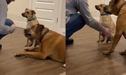 VÍDEO: Perro aprendió a dar la patita no como su amigo