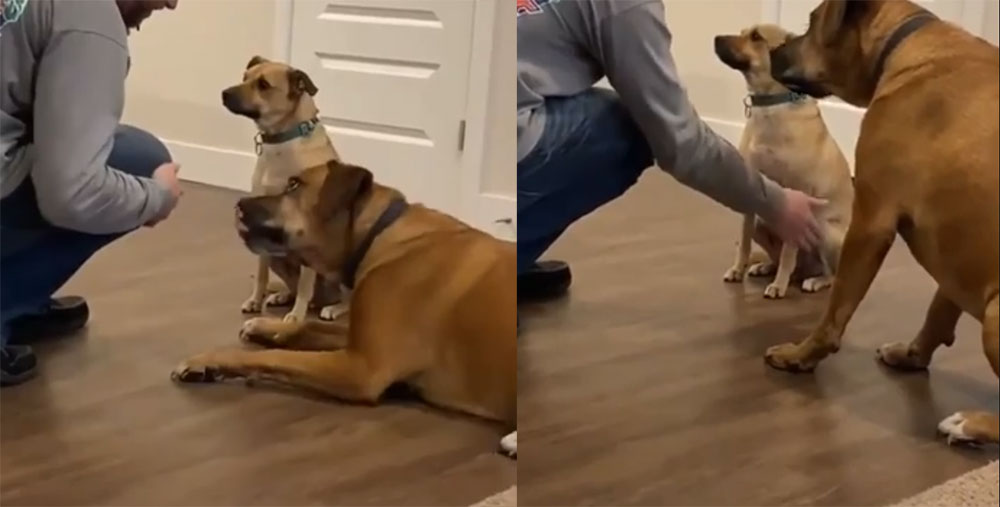VÍDEO: Perro aprendió a dar la patita no como su amigo
