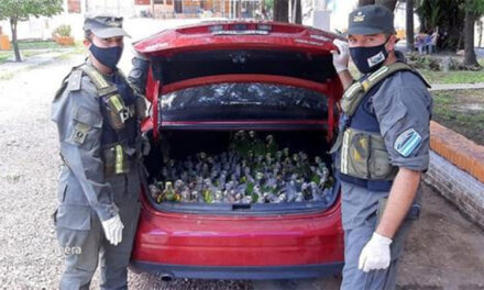VÍDEO: Vehículo es detenido con más de 200 loros en el baúl