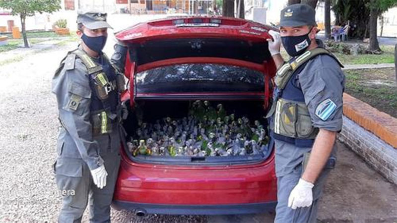 VÍDEO: Vehículo es detenido con más de 200 loros en el baúl