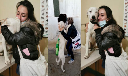 VIDEO: Localizan a la perrita que escapó en Navidad
