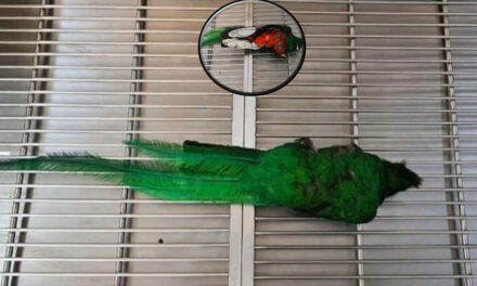 CONAP confirma muerte de “Quetzal” encontrado en patio de vivienda en Mazatenango