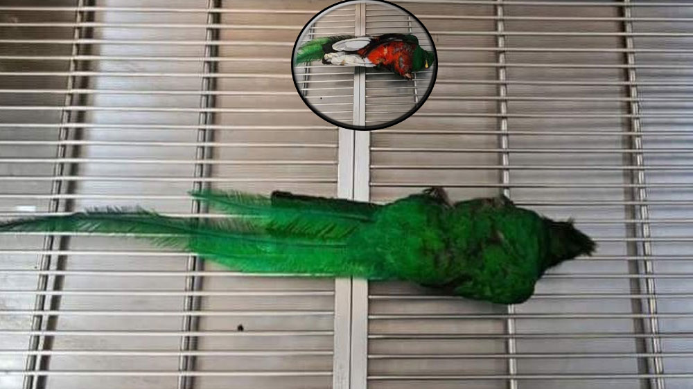 CONAP confirma muerte de “Quetzal” encontrado en patio de vivienda en Mazatenango