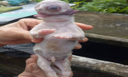 MISTERIOSO: Perro nació sin nariz, con un solo ojo y dos lenguas