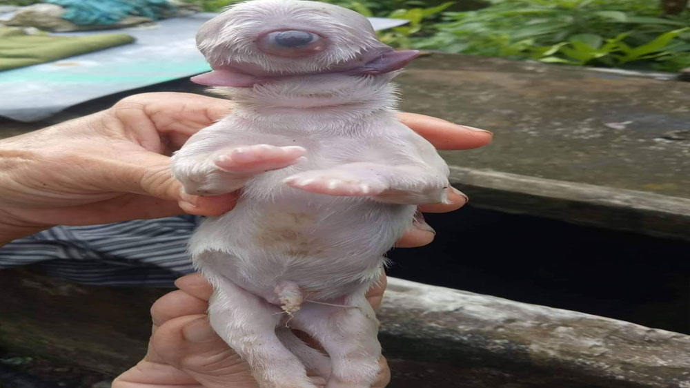MISTERIOSO: Perro nació sin nariz, con un solo ojo y dos lenguas