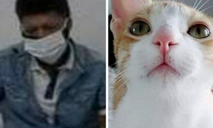 Hombre es condenado a 7 años de cárcel por matar un gato y por amenazar de muerte a su hermana 