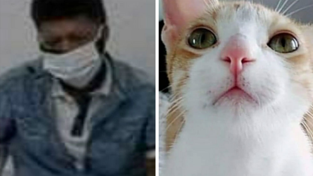 Hombre es condenado a 7 años de cárcel por matar un gato y por amenazar de muerte a su hermana 