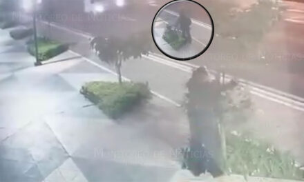 Varios árboles fueron dañados por un sujeto en la zona 4 capitalina (Video)