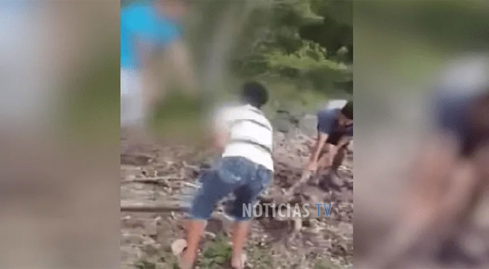 VIDEO | Niños torturan y matan a un oso hormiguero; causa indignación
