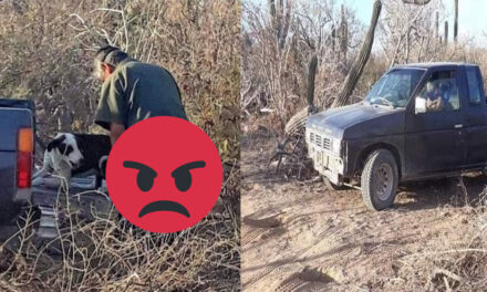 Hombre es captado teniendo relaciones íntimas con una perrita en san Lucas