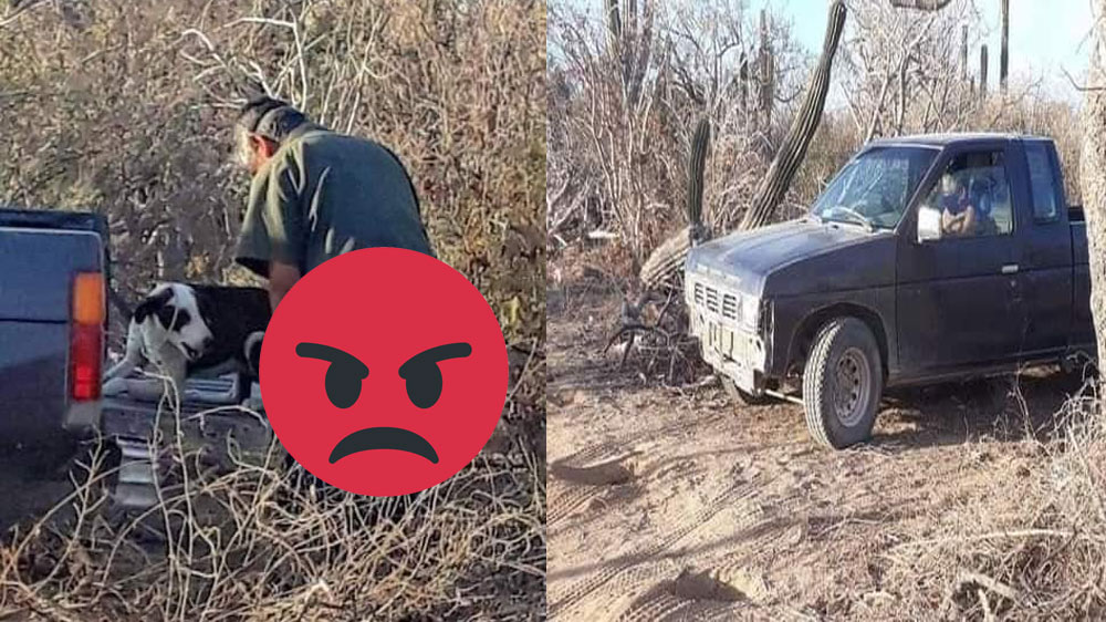 Hombre es captado teniendo relaciones íntimas con una perrita en san Lucas