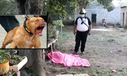 Una mujer pierde la vida luego de ser atacada por un perro Pitbull en Villa Nueva
