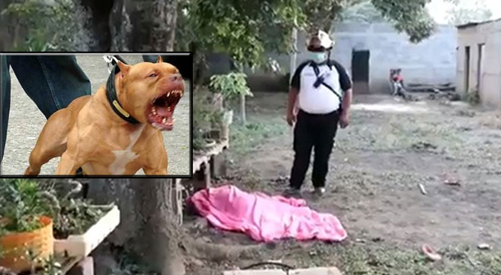 Una mujer pierde la vida luego de ser atacada por un perro Pitbull en Villa Nueva