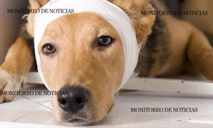 “Era un simple juego” Niños le quitan las orejas a un perro callejero