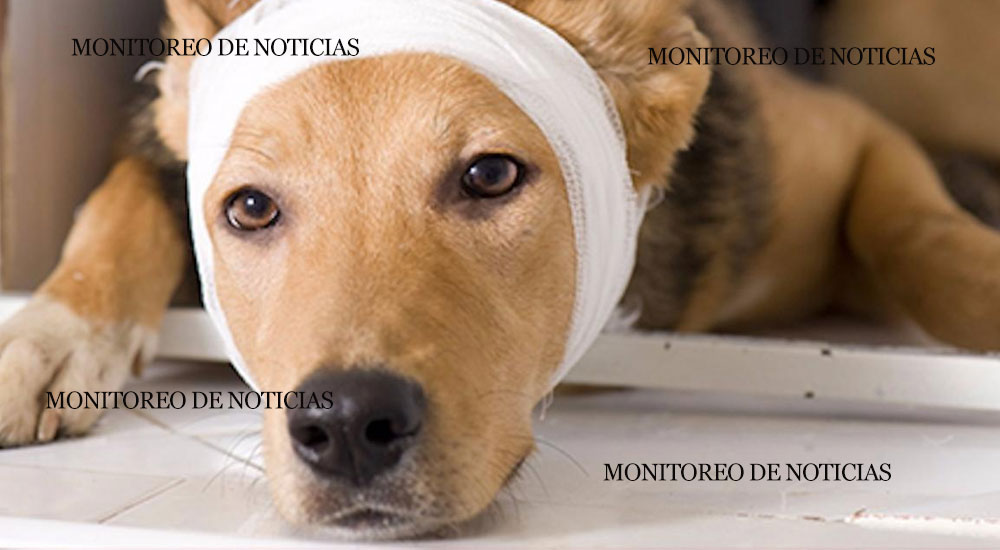 “Era un simple juego” Niños le quitan las orejas a un perro callejero
