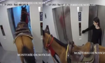 Un hombre sube a su caballo por un elevador hasta el último piso del edificio (Video)