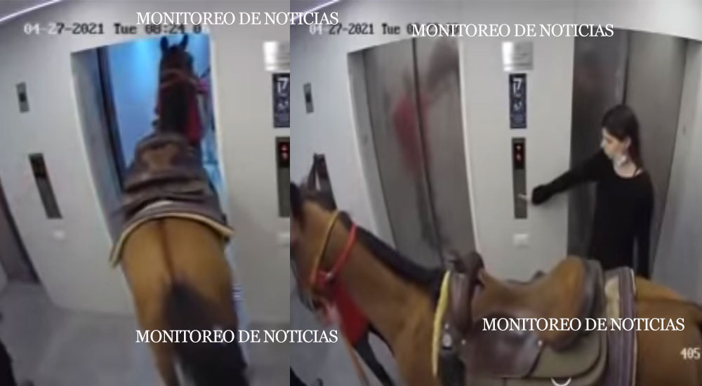 Un hombre sube a su caballo por un elevador hasta el último piso del edificio (Video)