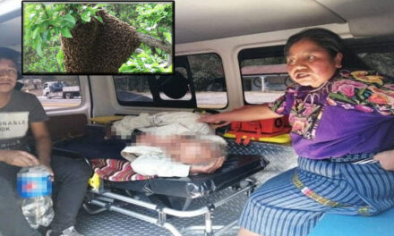 QUICHÉ: Anciano fue atacado por abejas y se encuentra grave, entre la vida y la muerte