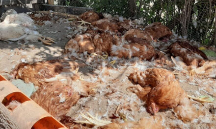 Más de 100 gallinas murieron misteriosamente en la zona 7 de Quetzaltenango