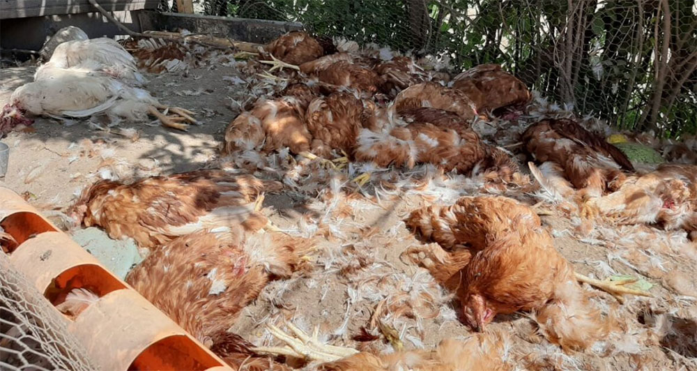 Más de 100 gallinas murieron misteriosamente en la zona 7 de Quetzaltenango