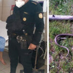 Hombre abusó de una mujer, fue mordido por una serpiente y pidió ayuda