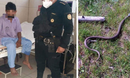 Hombre abusó de una mujer, fue mordido por una serpiente y pidió ayuda