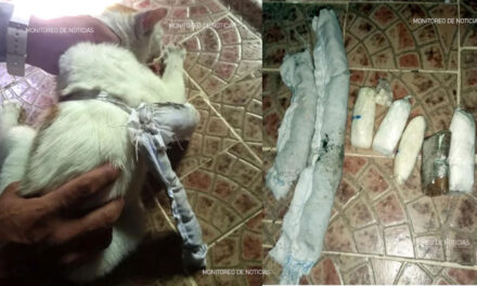 Capturan a un gato cuando ingresaba con bolsas de droga a una cárcel panameña