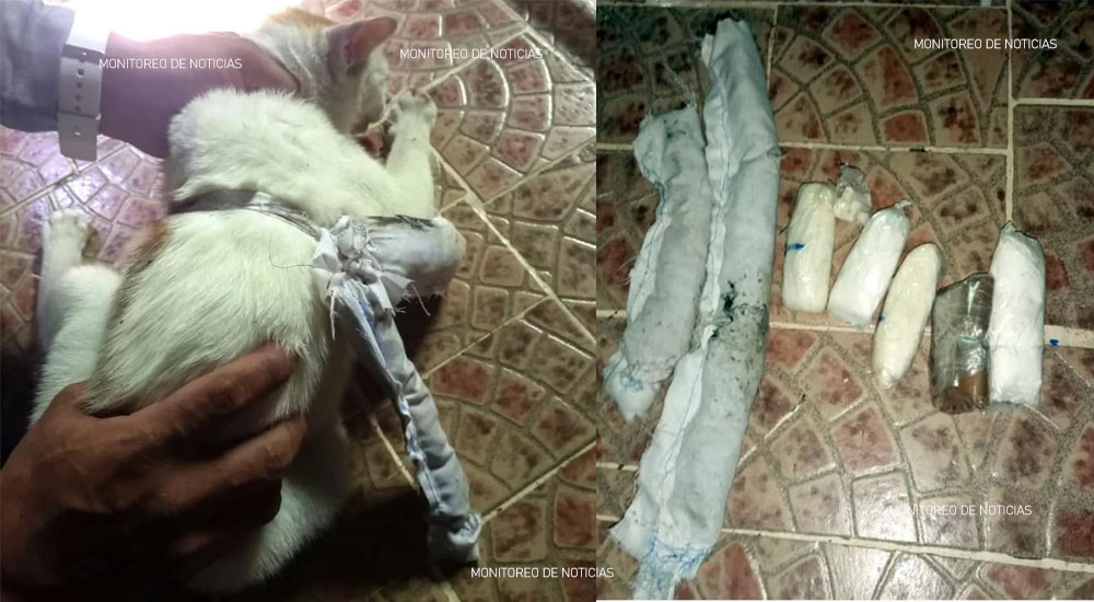Capturan a un gato cuando ingresaba con bolsas de droga a una cárcel panameña