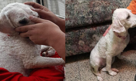 Hombre que maltrató a perro en Xela confrontó a las personas que lo denunciaron (Video)