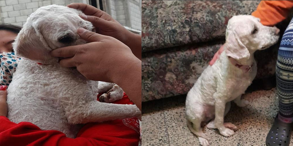 Hombre que maltrató a perro en Xela confrontó a las personas que lo denunciaron (Video)