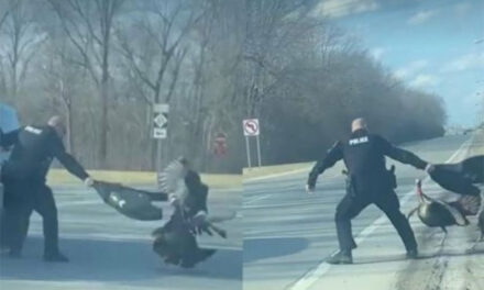 Fuerte pelea entre un Agente de Policía y dos pavos (Video)