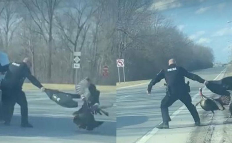 Fuerte pelea entre un Agente de Policía y dos pavos (Video)