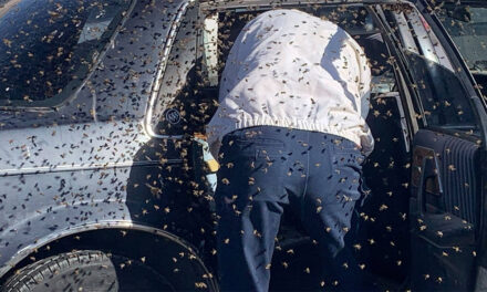 Fue al supermercado y aproximadamente 15 mil abejas invadieron su auto