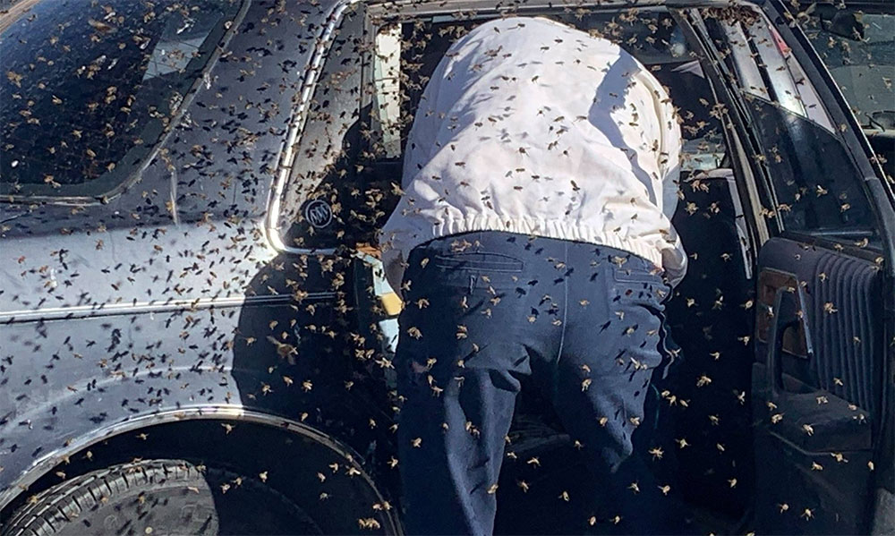Fue al supermercado y aproximadamente 15 mil abejas invadieron su auto