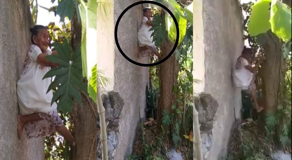 A sus 88 años de edad abuelita se sube a los árboles para podarlos (Video)