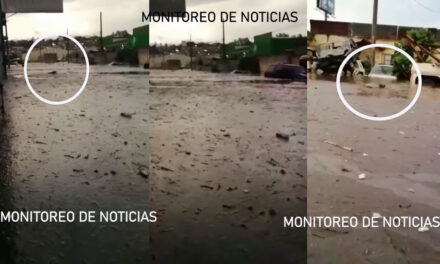 “Los animales también sufren por las lluvias” Perrita trata de salvar a su cría (Video)