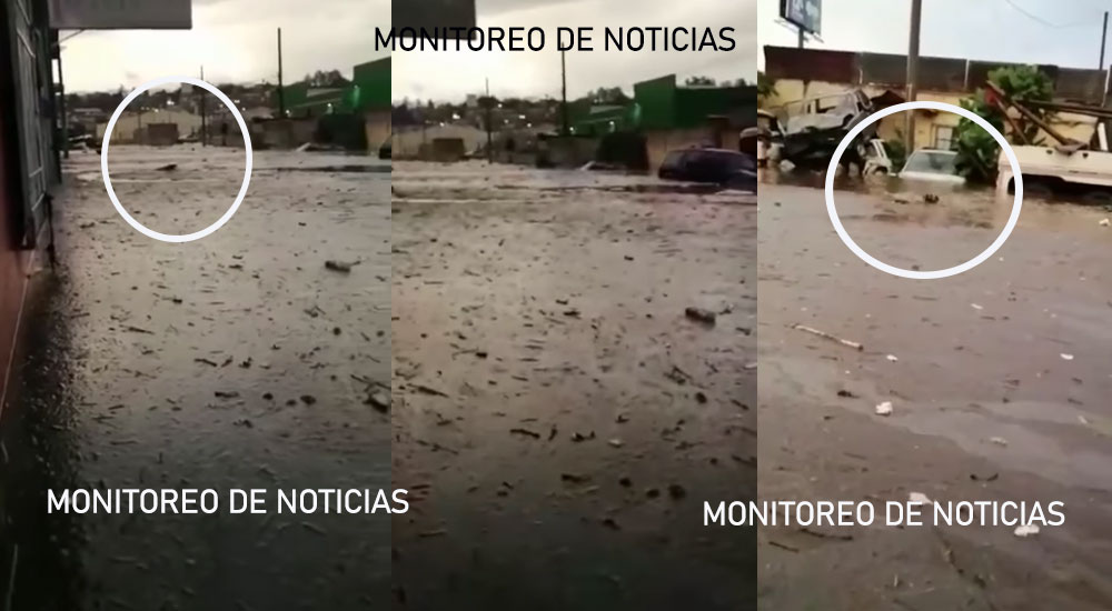 “Los animales también sufren por las lluvias” Perrita trata de salvar a su cría (Video)