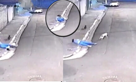 Firulais atropella a una mujer que va por la calle (Video)
