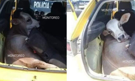 Delincuentes transportaban una vaca en el interior de la cajuela de un vehículo