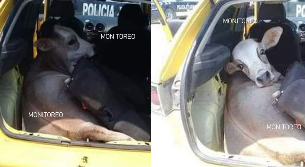 Delincuentes transportaban una vaca en el interior de la cajuela de un vehículo