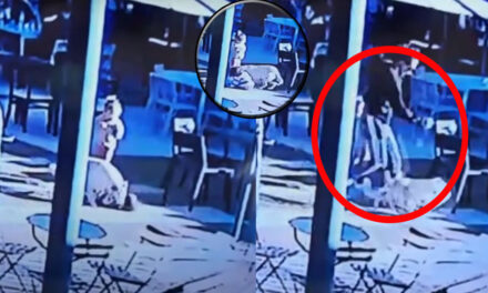 Padre mató a un perro de una patada para salvar la vida de su hijo (Video)