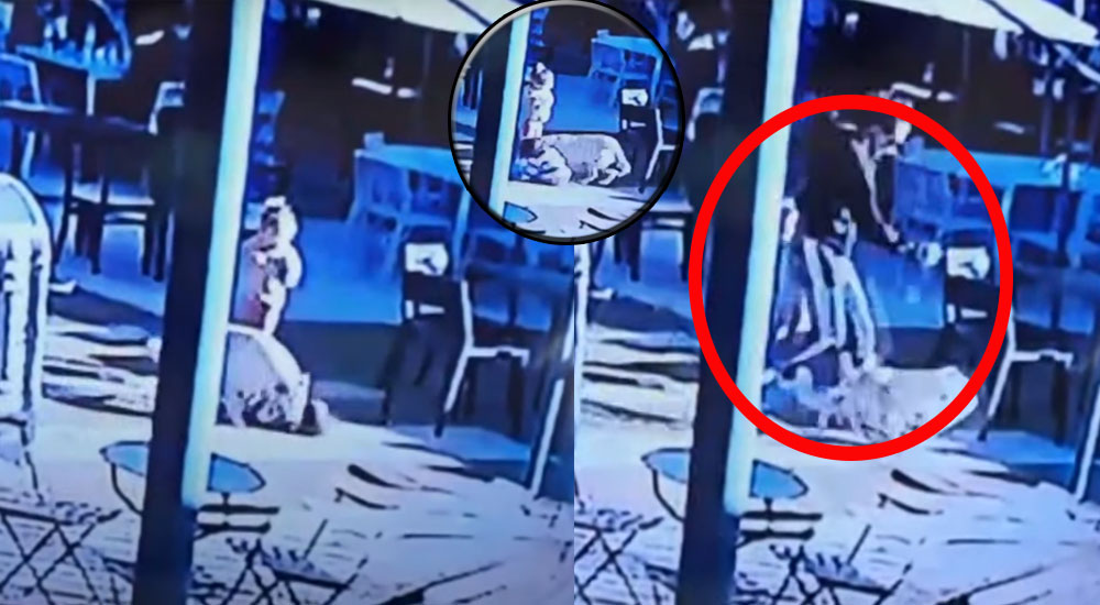 Padre mató a un perro de una patada para salvar la vida de su hijo (Video)