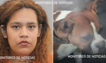 Mujer intenta dispararle a un perro pero la bala le cayó su hijo de 5 años (Video)