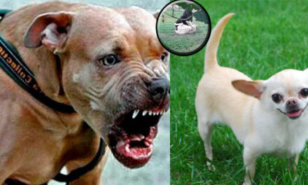 Momento exacto cuando perro Pitbull mata a chihuahua (Video)