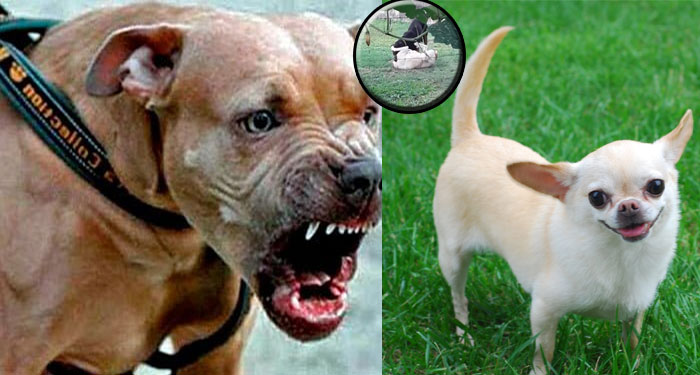 Momento exacto cuando perro Pitbull mata a chihuahua (Video)